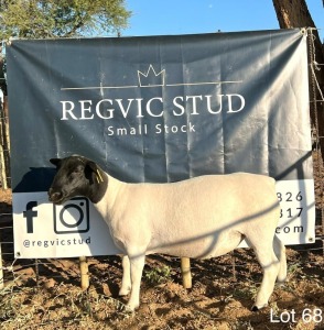 1X Dorper Ewe REGVIC STUD