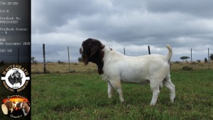 1X Boerbok Buck Whiteheath