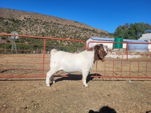 1X Boerbok Buck Garslands