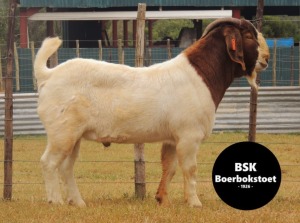 1X Boerbok Buck BSK