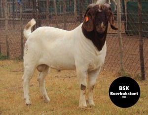 1X Boerbok Buck BSK