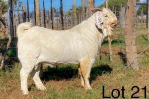 1X Savanna Buck Alphaeton