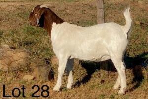 1X Boerbok Doe Alphaeton