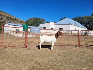 1X Boerbok Doe Garslands