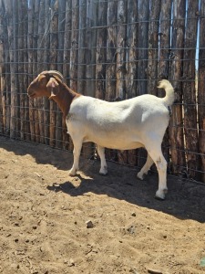 1X Boerbok Doe Prasperede