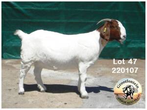 1X Boerbok Doe Grootfontein LBK