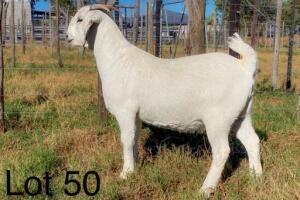 1X Savanna Doe Alphaeton