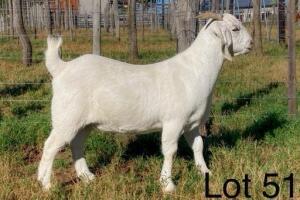 1X Savanna Doe Alphaeton