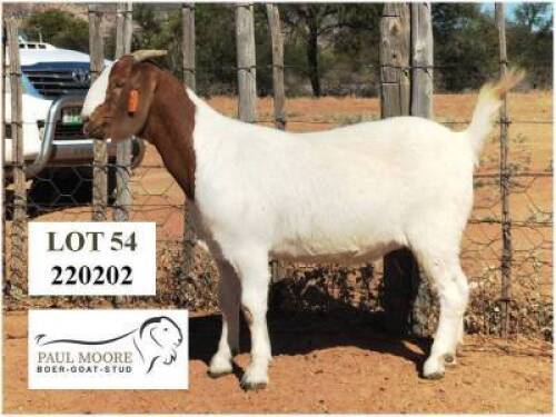 1X Boerbok Doe Paul Moore