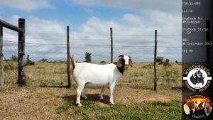 1X Boerbok Doe Whiteheath