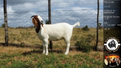 1X Boerbok Doe Whiteheath