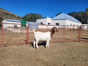 1X Boerbok Doe Garslands