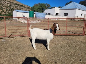 1X Boerbok Doe Garslands