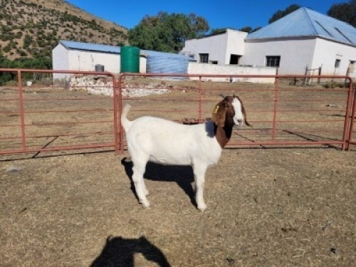 1X Boerbok Doe Garslands
