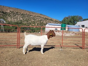 1X Boerbok Doe Garslands