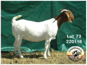 1X Boerbok Doe Grootfontein LBK