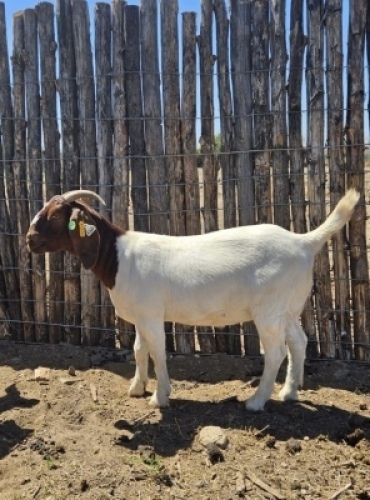1X Boerbok Doe Prasperede