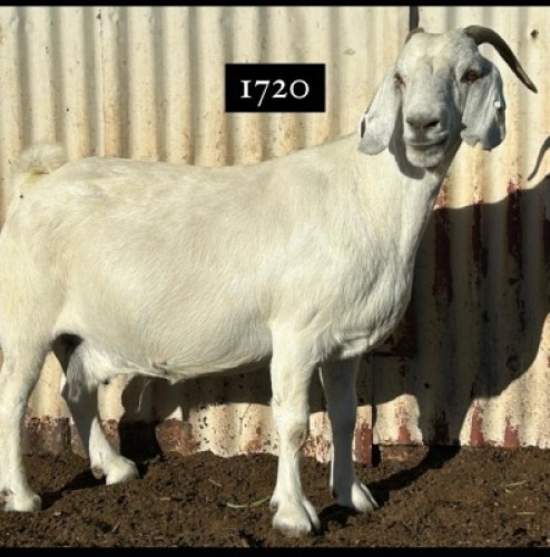 1X Savanna Doe Blackie Swart