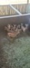 12X Rooibok M:4 F:8 (Per Piece to take the lot/Per stuk om lot te neem) - 2