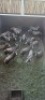 17X Blesbok M:17 (Per Piece to take the lot/Per stuk om lot te neem) - 2