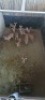 10X Rooibok F:10 (Per Piece to take the lot/Per stuk om lot te neem) - 2