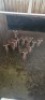 12X Rooibok M:3 F:9 (Per Piece to take the lot/Per stuk om lot te neem) - 2