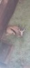 1X Springbok M:1 - 2