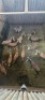 13X Blesbok M:13 (Per Piece to take the lot/Per stuk om lot te neem) - 2