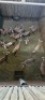 16X Blesbok F:16 (Per Piece to take the lot/Per stuk om lot te neem) - 2