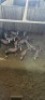 16X Blesbok F:16 (Per Piece to take the lot/Per stuk om lot te neem) - 2