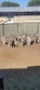 9X Zebra F: (Per Piece to take the lot/Per stuk om lot te neem) - 2
