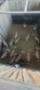 16X Blesbok F:16 (Per Piece to take the lot/Per stuk om lot te neem) - 2