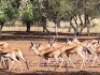 5X Koper Springbok M:1 F:4 (Per Piece to take the lot/Per stuk om lot te neem) - 2