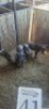 4X Blouwildebees M:1 F:3 (Per Piece to take the lot/Per stuk om lot te neem) - 2