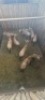 9X Blouwildebees M:1 F:6 (Per Piece to take the lot/Per stuk om lot te neem) - 2