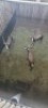 3X Blesbok M:3 - 2