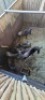 9X Blouwildebees F:6 (Per Piece to take the lot/Per stuk om lot te neem) - 2