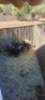 9X Blouwildebees F:7 (Per Piece to take the lot/Per stuk om lot te neem) - 2