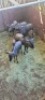 8X Blouwildebees F:5 (Per Piece to take the lot/Per stuk om lot te neem) - 2