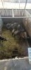 12X Blouwildebees F:7 (Per Piece to take the lot/Per stuk om lot te neem) - 2