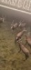 6X Blesbok M:6 - 2