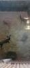 3X Swart Rooibok M:3 (Per Piece to take the lot/Per stuk om lot te neem) - 2
