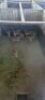 4X Njala F:4 (Per Piece to take the lot/Per stuk om lot te neem) - 2