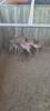 1X Swart Rooibok F:1 (Per Piece to take the lot/Per stuk om lot te neem) - 3