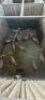 15X Blesbok F:15 (Per Piece to take the lot/Per stuk om lot te neem) - 2
