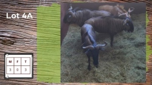 3X Blouwildebees M:3 (Per Piece to take the lot/Per stuk om lot te neem)