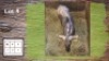 1X Blouwildebees M:1