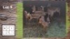 11X Rooibok M:1 F:9 (Per Piece to take the lot/Per stuk om lot te neem)