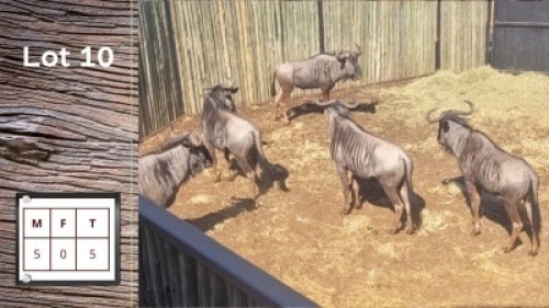 3 X Blouwildebees M:3 (Per Piece to take the lot/Per stuk om lot te neem)