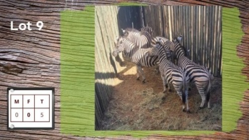 5X Zebra (Per Piece to take the lot/Per stuk om lot te neem)